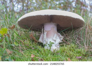 
Young and large Horse mushroom or agaricus arvensis in nature with moss and gills visible