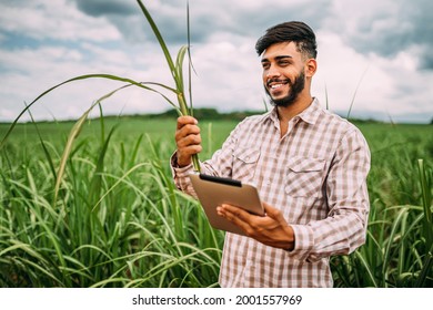 Young Latin farmer working with digital tablet on sugarcane plantation. Brazilian farmer.