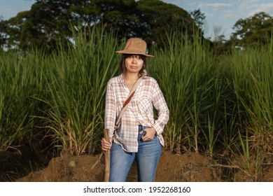 Young Latin Woman Farmer With Serious Expression Looking Right At The Camera, Posing In Front Of The Sugarcane Crop. Agriculture And Cultivation Concept