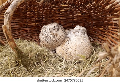 Young laying quails into nest with eggs