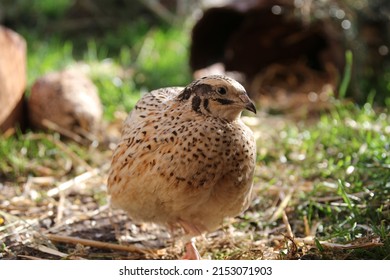 Young laying quails in species-appropriate free-range husbandry - Shutterstock ID 2153071903