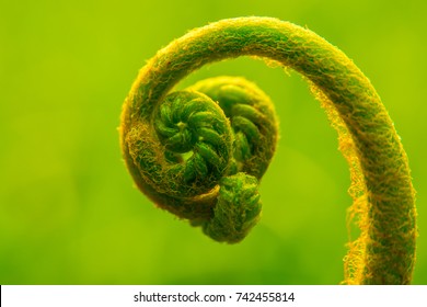 A Young Leaf Of Angeopteris Is Growing And Unrolling To Be A Perfect Leaf On Green Background. It Has Golden Ratio.