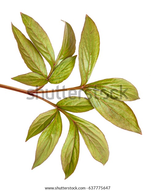 Young Leaf Peony Bush Isolated On Stock Photo (Edit Now) 637775647