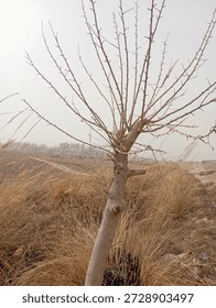 Young leafless mulberry tree surrounded by dry yellow grass on a windy and foggy winter day.