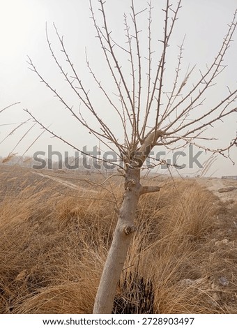 Young leafless mulberry tree surrounded by dry yellow grass on a windy and foggy winter day.