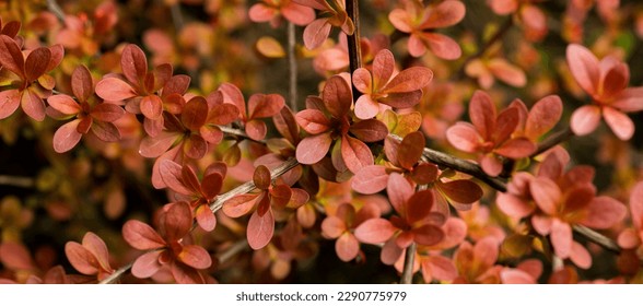 young leaves of barberry for the background