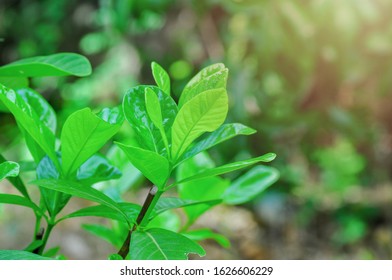 Young leaves of bright green trees.