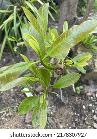 Young Leaves Of Cashew Nut Tree