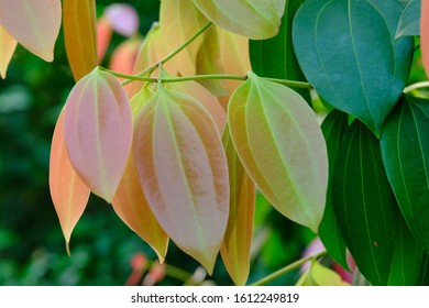 Cinnamon Tree High Res Stock Images Shutterstock