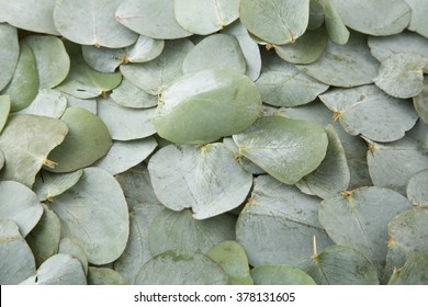 7,997 Young eucalyptus leaves Images, Stock Photos & Vectors | Shutterstock