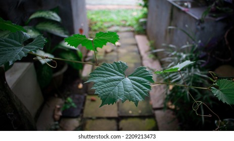 Young Leaves Of The Grape. Grape Leaves Can Treat Canker Sores, Vaginal Discharge, Diarrhea, And Uterine Bleeding