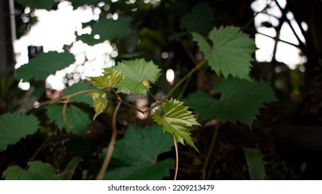 Young Leaves Of The Grape. Grape Leaves Can Treat Canker Sores, Vaginal Discharge, Diarrhea, And Uterine Bleeding