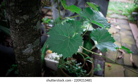 Young Leaves Of The Grape. Grape Leaves Can Treat Canker Sores, Vaginal Discharge, Diarrhea, And Uterine Bleeding