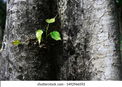 Young leaves grow on the trunk. Green leaves on the grey trunk background 