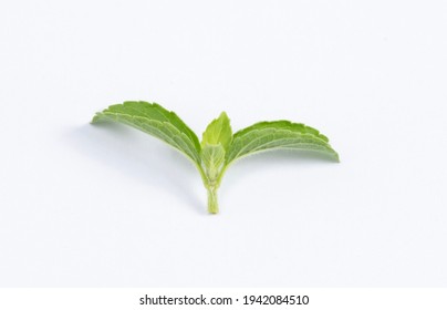 Young leaves of Holy basil leaf isolated on a white background.