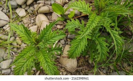 Young Leaves Of Lycopus Europaeus L. On The River Bank