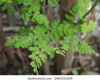 young leaves of the Moringa oleifera plant ( Horse-radish Tree, Kelor, Merunggai, Drumstick Tree, 辣木 ). herbal plants, nature themes, medicinal themes, daun kelor