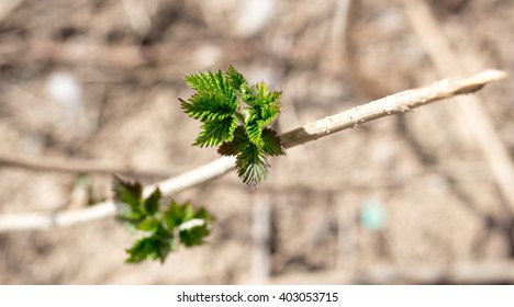 Young leaves on a raspberry in spring