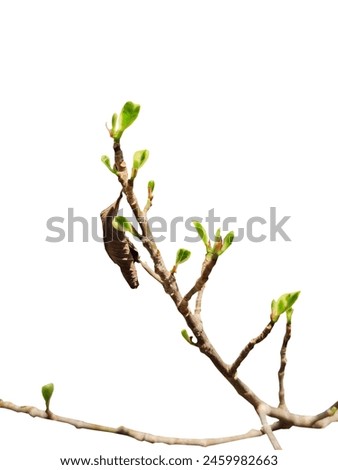 Similar – Buds sprout from the branch