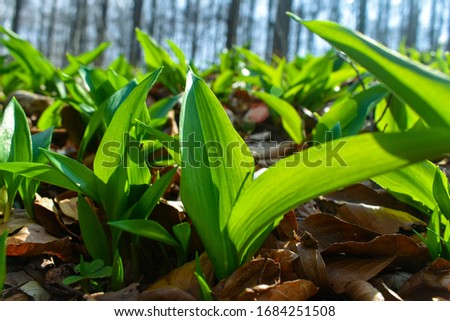 Young leaves of Ramsons (Allium ursinum).
