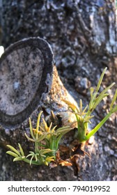 Young Leaves Reborn From Dead Tree.