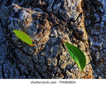 Young Leaves Reborn From Dead Tree Background