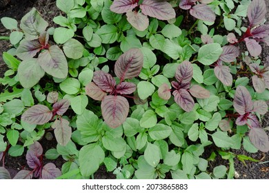 Young Leaves Of Red And Green Amaranth. Close-up Of A Useful Medicinal Plant In The Garden. Harvest From Amaranth In A Rustic Vegetable Garden.