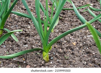 Young Leek Plants Growing In A Vegetable Garden