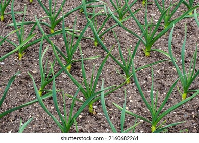 Young Leek Plants Growing In A Vegetable Garden