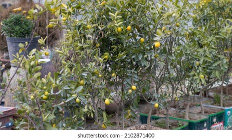 Young Lemon Tree Are Growing In A Containers At Home Garden Ready To Transplant Or Lemon Trees Holding Lemon Fruit In A Pot