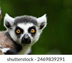 young lemur looking into camera