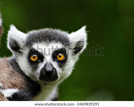young lemur looking into camera