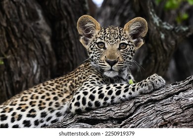  A young leopard cub is seen  in the Okavango Delta on 9 th January  2023