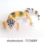 Young Leopard gecko in front of a white background