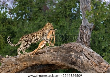 Young Leopard has caught Impala fawn in the Khwai conservancy, Botswana