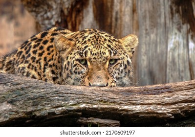 Young Leopard Looking Straight Ahead From Behind Some Trunks