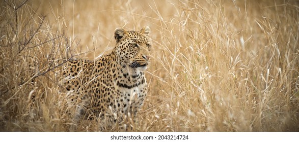 Young leopard on the prowl Kruger national park South Africa. - Shutterstock ID 2043214724