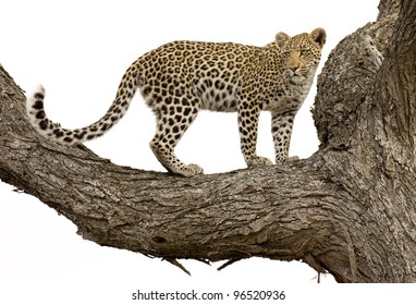 Young Leopard (Panthera pardus), in a tree, Kruger Park, South Africa