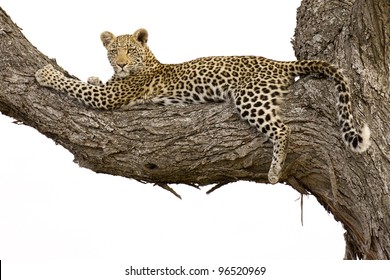 Young Leopard (Panthera pardus), in a tree, Kruger Park, South Africa