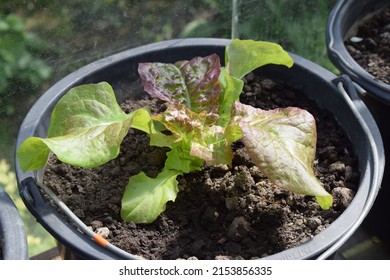 Young Lettuce Plant Growing In A Pot