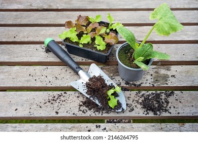 Young lettuce plants, a potted zucchini seedling and a planting shovel on a wooden outdoor table, ready for planting in the kitchen garden or on the balcony, copy space, selected focus