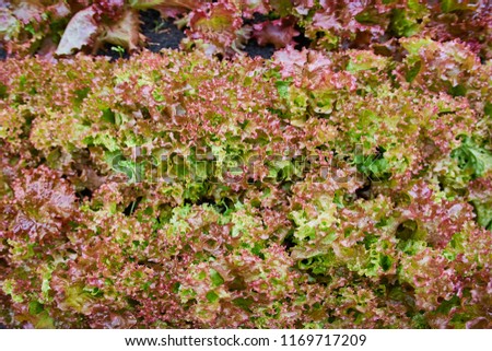 Similar – Image, Stock Photo Symbiosis on the roof