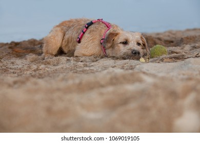 young light brown mongrel dog relaxing at the beach with a sandy ball next to his snoot