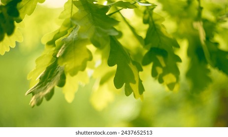 young light green oak leaves hanging from the branches photographed against the light, quercus robur - Powered by Shutterstock