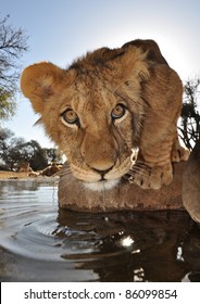 Young Lion In Africa