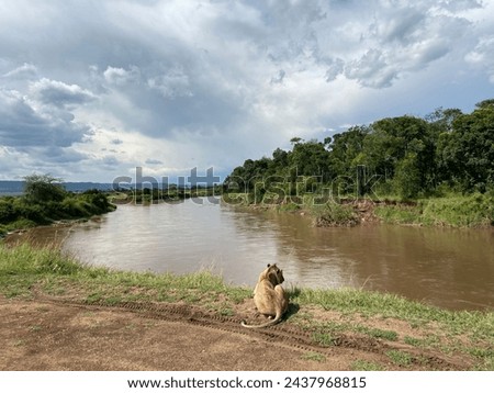 A young lion by the river in Masai Mara