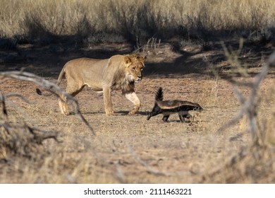 Young lion chasing a honey badger in the Kgalagadi Transfrontier Park in South Africa - Shutterstock ID 2111463221