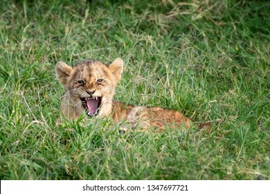 Young Lion Cub Laying In The Cool Green Grass Of The Masai Mara, Kenya. Cute Baby Parcticing A Roar Or Growl But Not Looking Very Fierce. 