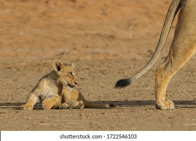 Young Lion Cub With Naughty Thoughts Of Grabbing Its Mother's Tail, Kalahari Desert