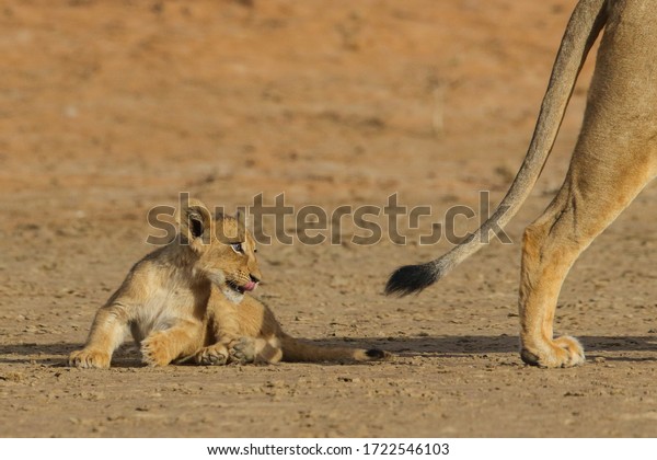 Young lion cub with naughty thoughts of\
grabbing its mother\'s tail, Kalahari\
Desert